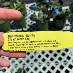 Pandy's Garden Center Hemerocallis/ Day Lily ‘Siloam Merle Kent’ Perennials