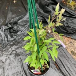 Pandy's Garden Center Perennials Clematis’ Sapphire Indigo