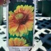 Pandy's Garden Center Gaillardia/ Blanket Flower ‘Arizona Apricot’ Perennials