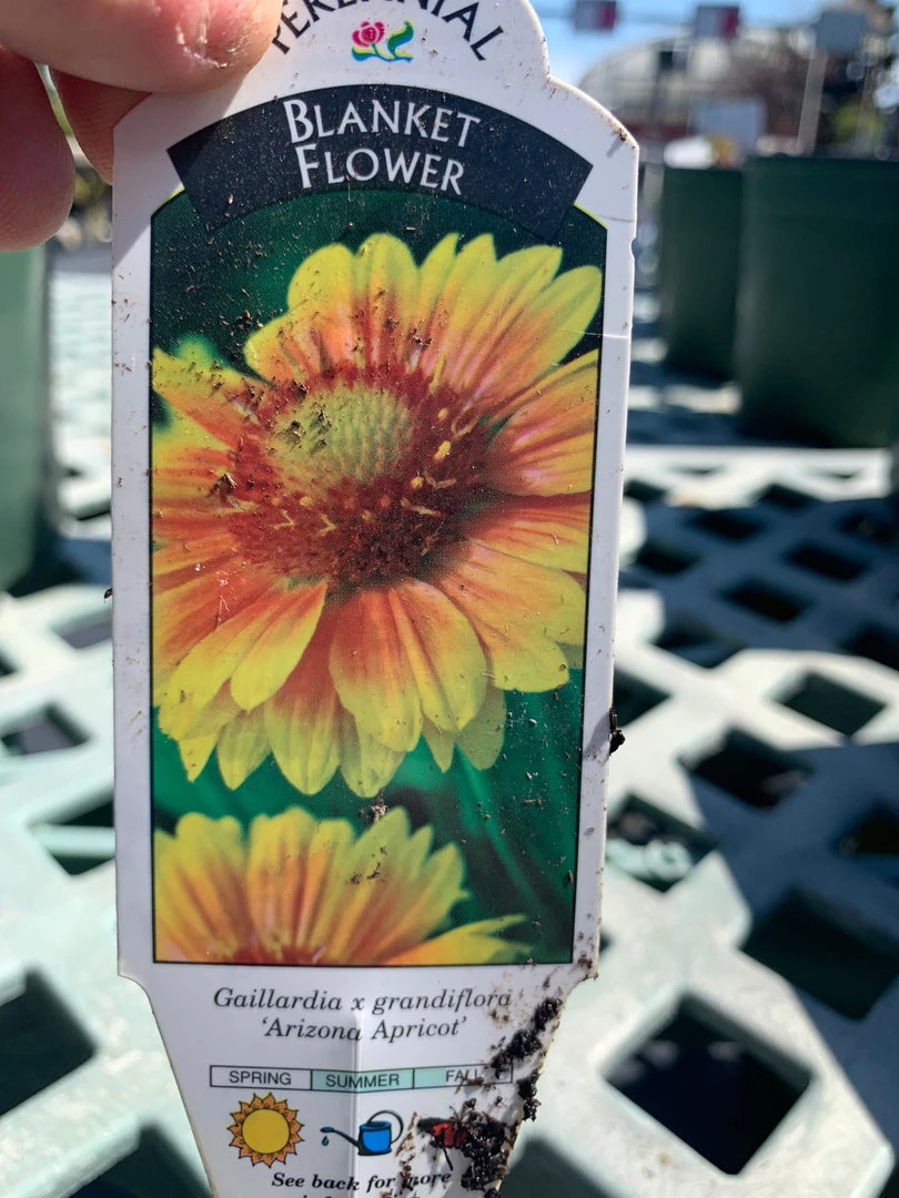 Pandy's Garden Center Gaillardia/ Blanket Flower ‘Arizona Apricot’ Perennials 3 Pandy's Garden Center Gaillardia/ Blanket Flower ‘Arizona Apricot’ Perennials