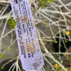 Pandy's Garden Center Winterberry’ Red Sprite Dwarf D-3 ! Nursery