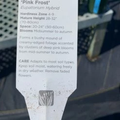 Pandy's Garden Center Eupatorium/ Joe Pye Weed ‘pink Frost Hybrid’ Perennials