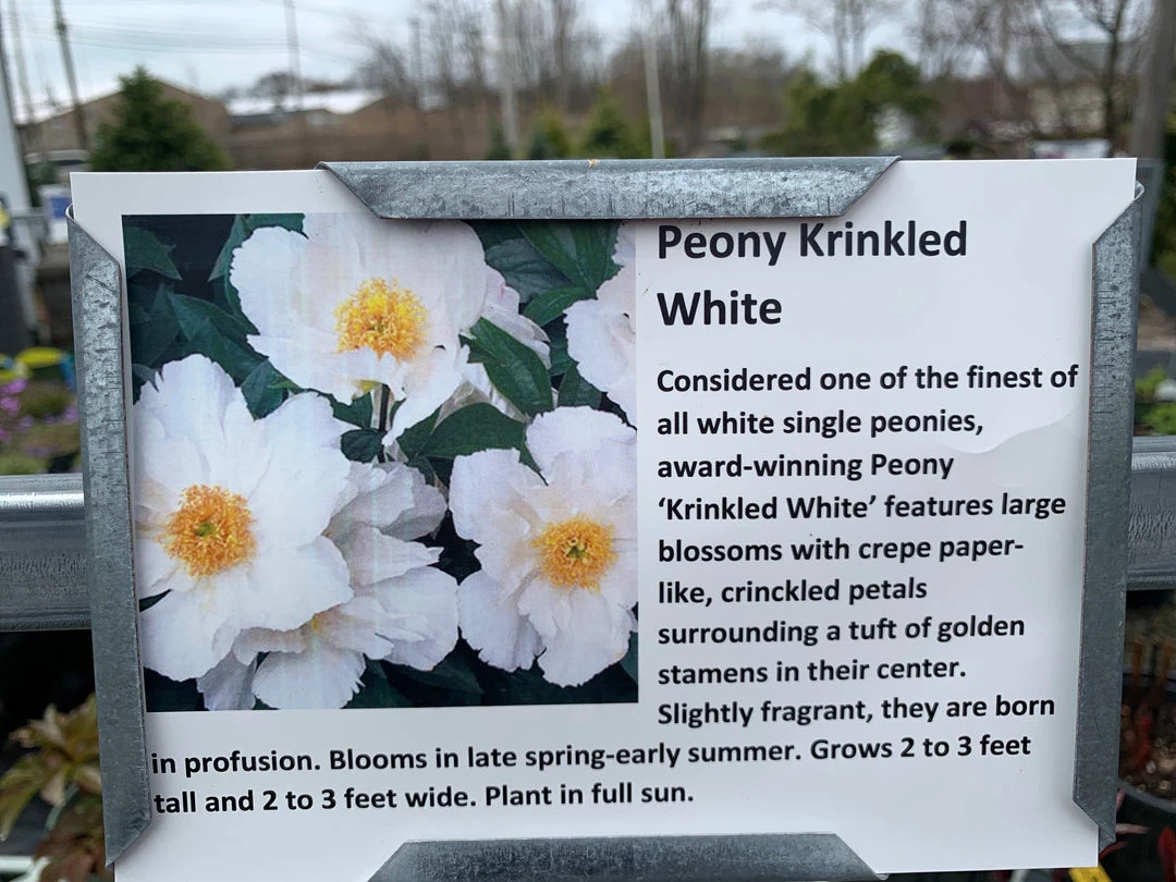 Pandy's Garden Center Peony ‘Krinkled White’ 4 Pandy's Garden Center Peony ‘Krinkled White’