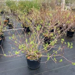 Pandy's Garden Center Willow Japanese Fantail