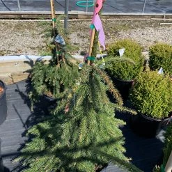 Pandy's Garden Center Spruce - Cobra Weeping Norway