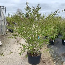 Pandy's Garden Center Viburnum ‘Marie’s Doublefile’ Nursery