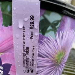 Pandy's Garden Center Perennials Clematis’ Tekla