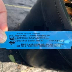 Pandy's Garden Center Mountain Laurel Bullseye Nursery