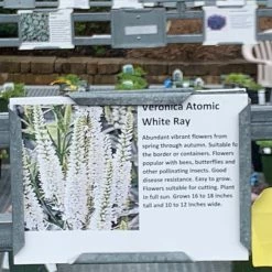 Pandy's Garden Center Veronica ‘white Ray’ Perennials