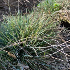 Pandy's Garden Center Beyond Blue Fescue #2 Nursery