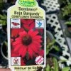 Pandy's Garden Center Echinacea/ Cone Flower ‘Baja Burgundy’