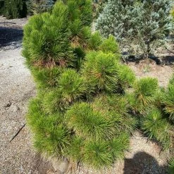 Pandy's Garden Center Pine Japanese Black Thunderhead
