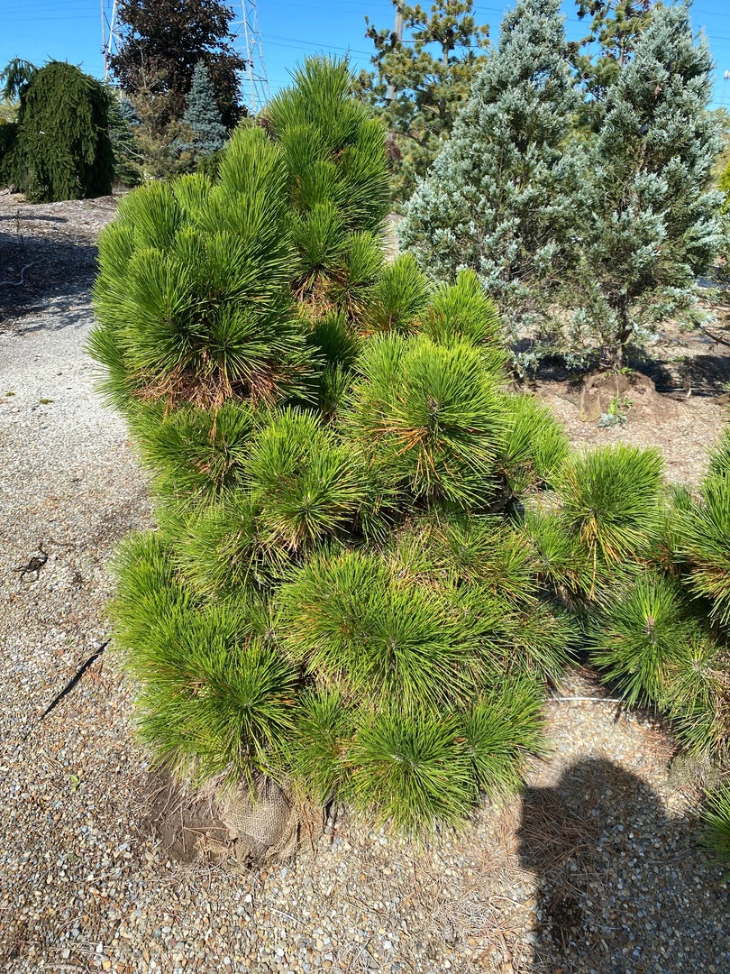 Pandy's Garden Center Pine Japanese Black Thunderhead 3 Pandy's Garden Center Pine Japanese Black Thunderhead