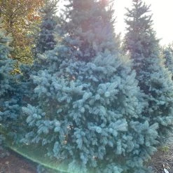 Pandy's Garden Center Spruce - Blue Bakery Hybrid Nursery