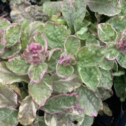 Pandy's Garden Center Ajuga ‘Pink Lightning’ Bugle Weed 7 Pandy's Garden Center Ajuga ‘Pink Lightning’ Bugle Weed