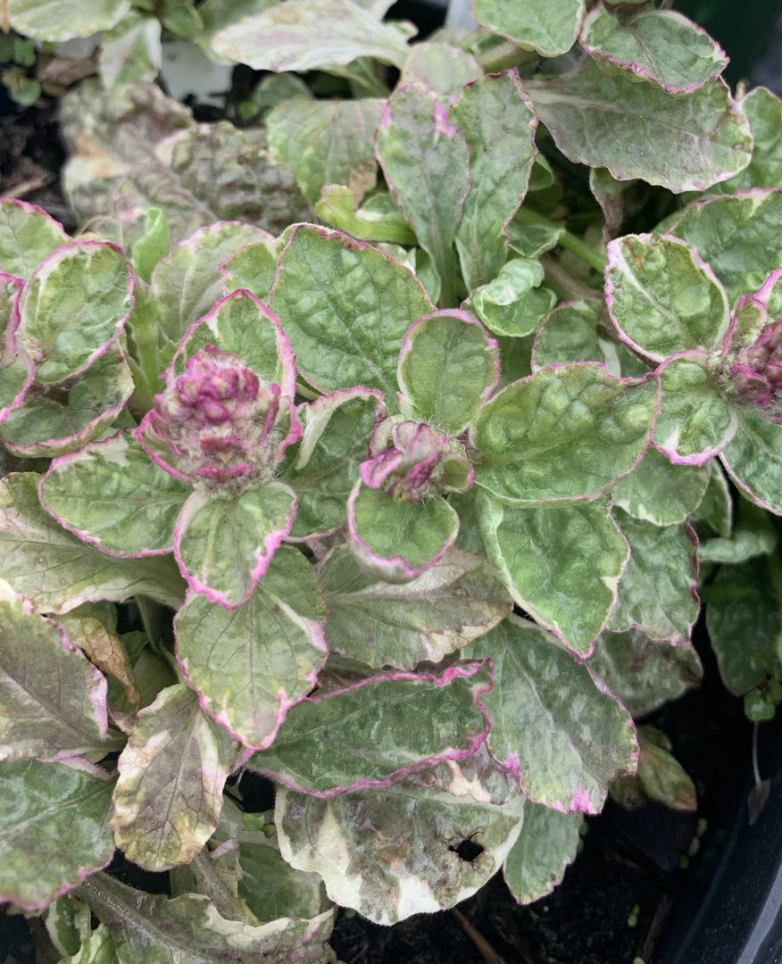 Pandy's Garden Center Ajuga ‘Pink Lightning’ Bugle Weed 5 Pandy's Garden Center Ajuga ‘Pink Lightning’ Bugle Weed