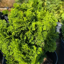 Pandy's Garden Center Hinoki Cypress - Dianne Verkade Nursery