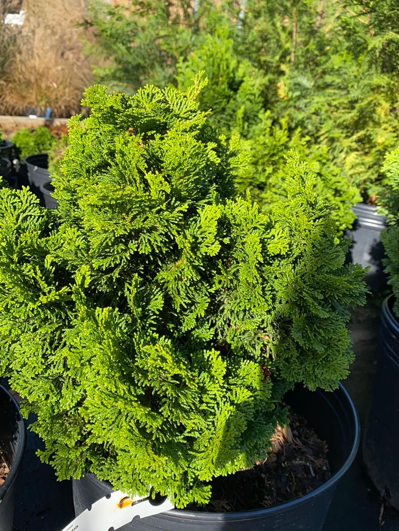 Pandy's Garden Center Hinoki Cypress - Dianne Verkade Nursery 3 Pandy's Garden Center Hinoki Cypress - Dianne Verkade Nursery