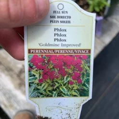 Pandy's Garden Center Phlox ‘goldmine Garden’