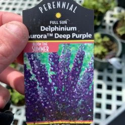 Pandy's Garden Center Delphinium ‘aurora Deep Purple’