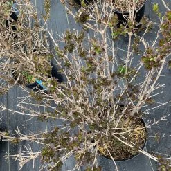 Pandy's Garden Center Weigelia- Java Red Nursery