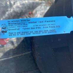 Pandy's Garden Center Winterberry Winter Red Female D-3 !