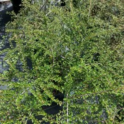 Pandy's Garden Center Nursery Cranberry Cotoneaster #3