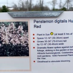 Pandy's Garden Center Penstemon ‘huskers Red’