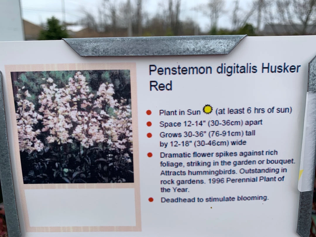 Pandy's Garden Center Penstemon ‘huskers Red’ 3 Pandy's Garden Center Penstemon ‘huskers Red’