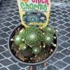 Pandy's Garden Center Chick Charms’ Cotton Candy Perennials