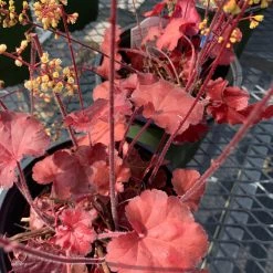 Pandy's Garden Center Perennials Heuchera ‘Little Cutie Blonde’