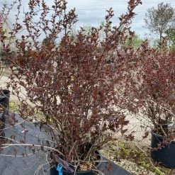 Pandy's Garden Center Nursery Ninebark ‘summer Wine’ E4 !