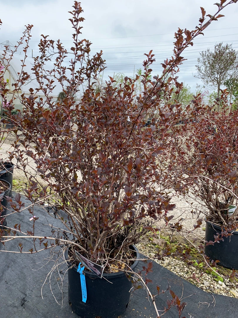 Pandy's Garden Center Nursery Ninebark ‘summer Wine’ E4 ! 4 Pandy's Garden Center Nursery Ninebark ‘summer Wine’ E4 !