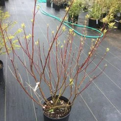 Red Rock Nursery Variegated Red Twig Dogwood