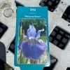 Pandy's Garden Center Iris ‘welcome Return’