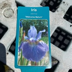 Pandy's Garden Center Iris ‘welcome Return’