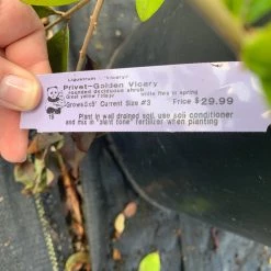 Pandy's Garden Center Privet Golden Vicary D-3 !