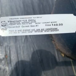 Pandy's Garden Center Viburnum Little Ditty E7 !