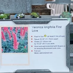 Pandy's Garden Center Perennials Veronica ‘first Love’