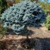 Pandy's Garden Center Nursery Spruce Dwarf Globe Blue