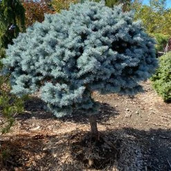 Pandy's Garden Center Nursery Spruce Dwarf Globe Blue