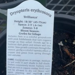 Pandy's Garden Center Dryopteris Erythrosora Fern Brilliance Autumn