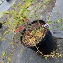 Pandy's Garden Center Quince Texas Scarlet Red