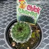 Pandy's Garden Center Chick Charms’ Appletini