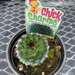 Pandy's Garden Center Chick Charms’ Appletini