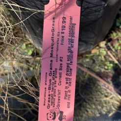 Pandy's Garden Center Blue Grama Mosquito Grass House ! Nursery