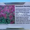 Pandy's Garden Center Perennials Geranium ‘karmina’