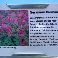 Pandy's Garden Center Perennials Geranium ‘karmina’