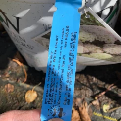 Pandy's Garden Center Wee White Dwarf Hydrangea House ! 7 Pandy's Garden Center Wee White Dwarf Hydrangea House !