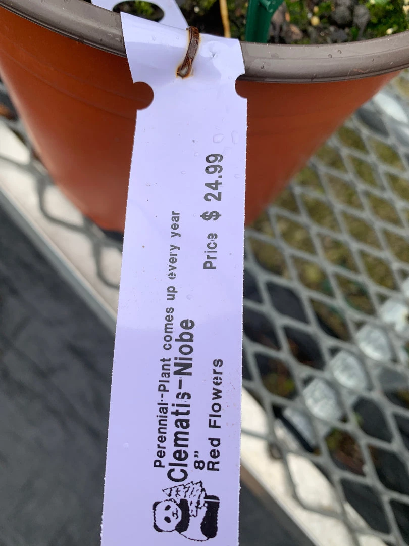 Pandy's Garden Center Clematis 'Niobe' 3 Pandy's Garden Center Clematis 'Niobe'